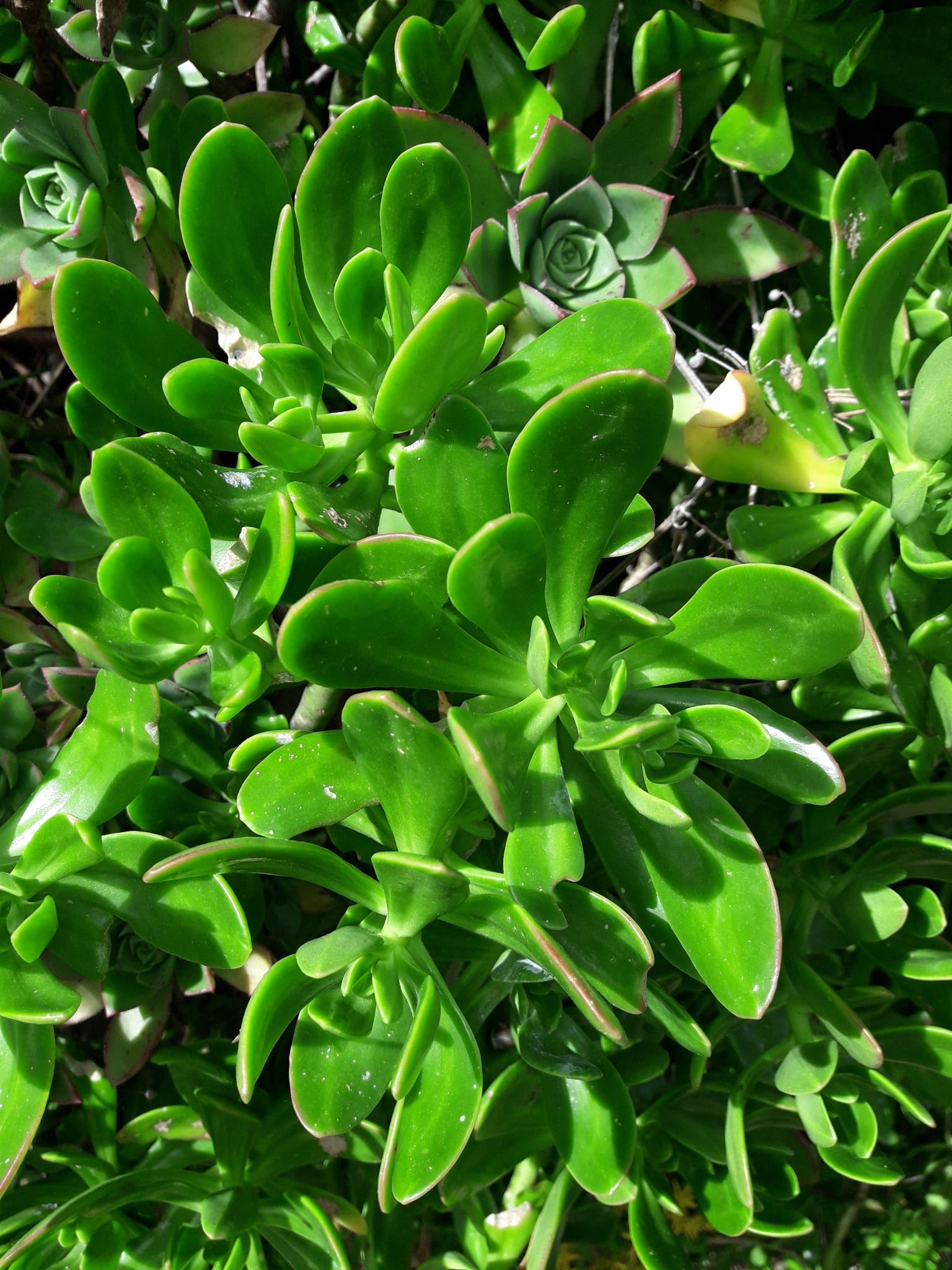 Sedum praealtum